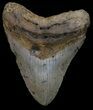 Megalodon Tooth - North Carolina #67316-1